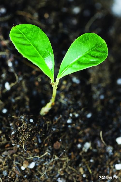 播种时覆土厚度一定要适宜为什么,播种时对土壤的要求