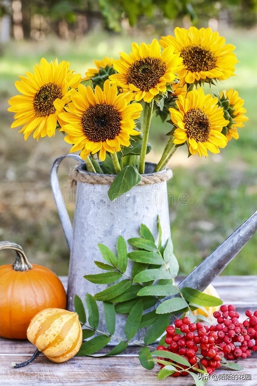 春节开花的庭院花卉,适合四季开花的庭院花卉