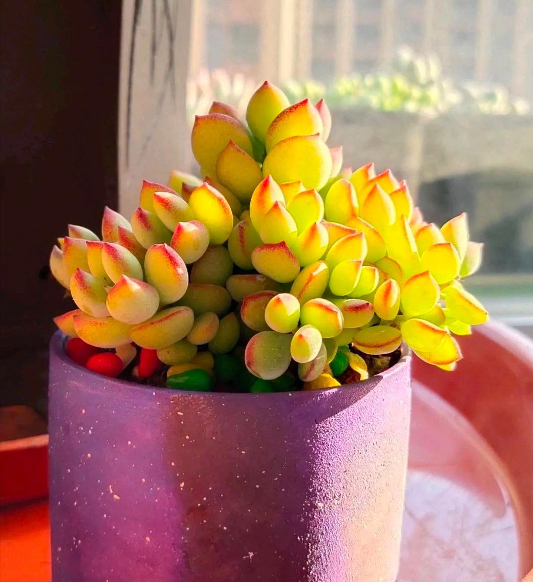 自带香味的叶子,有肉香的叶子