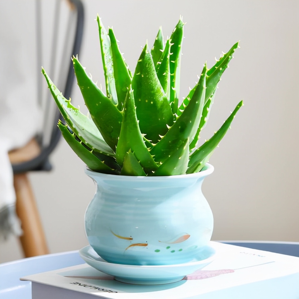 养什么花吸收废气最好,家里好养又可以除烟味的花