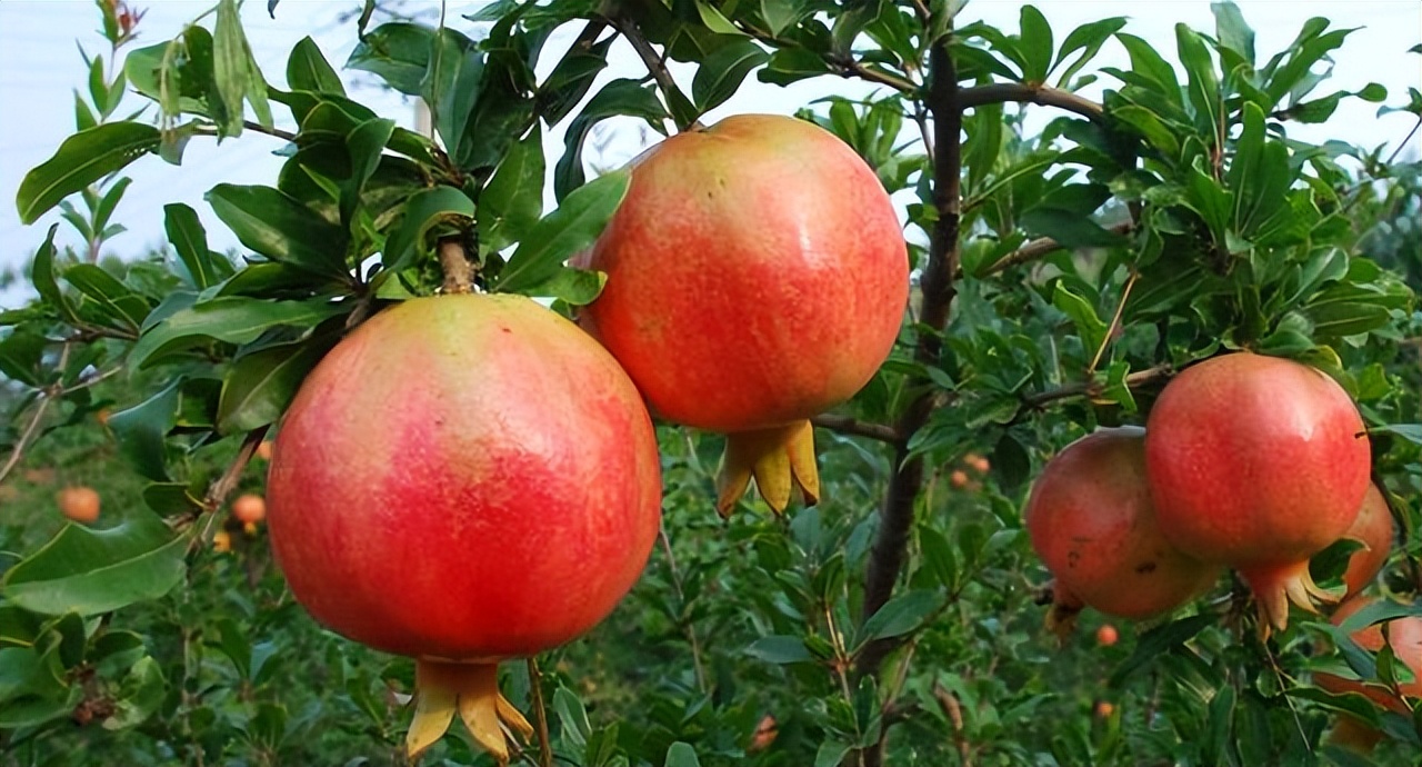 石榴突尼斯软籽石榴特点,石榴突尼斯