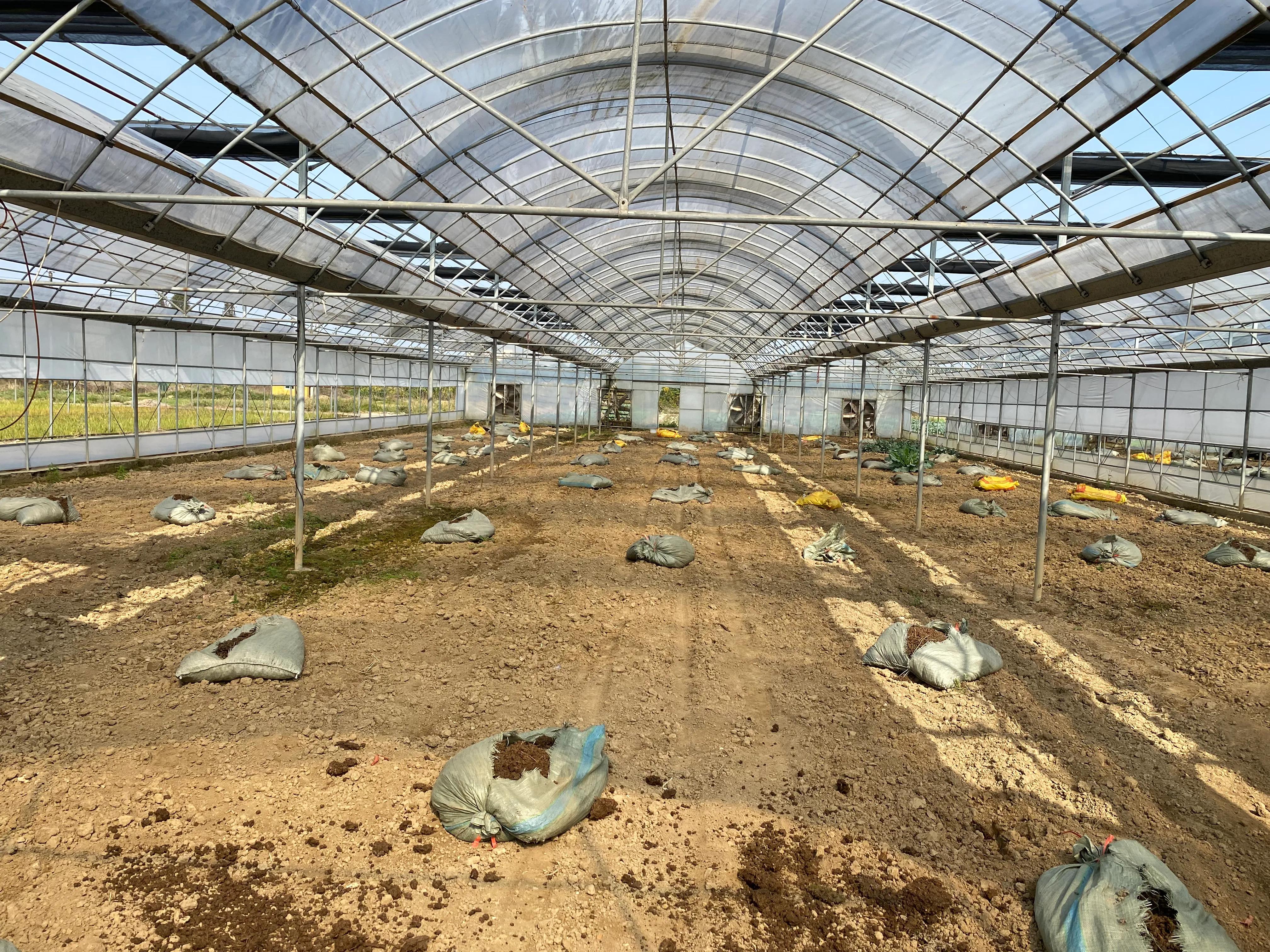 白富美甜瓜种植技术,甜香瓜种植