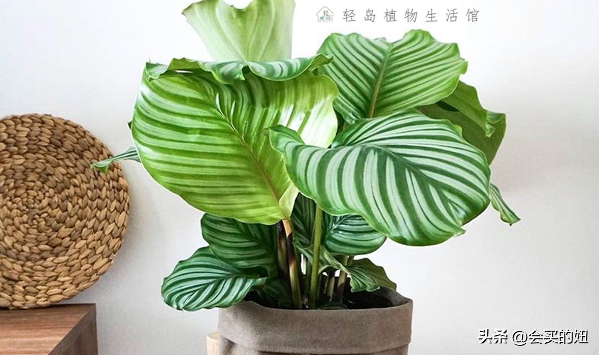 价格便宜且又有实用价值的绿植,家里值得买的绿植