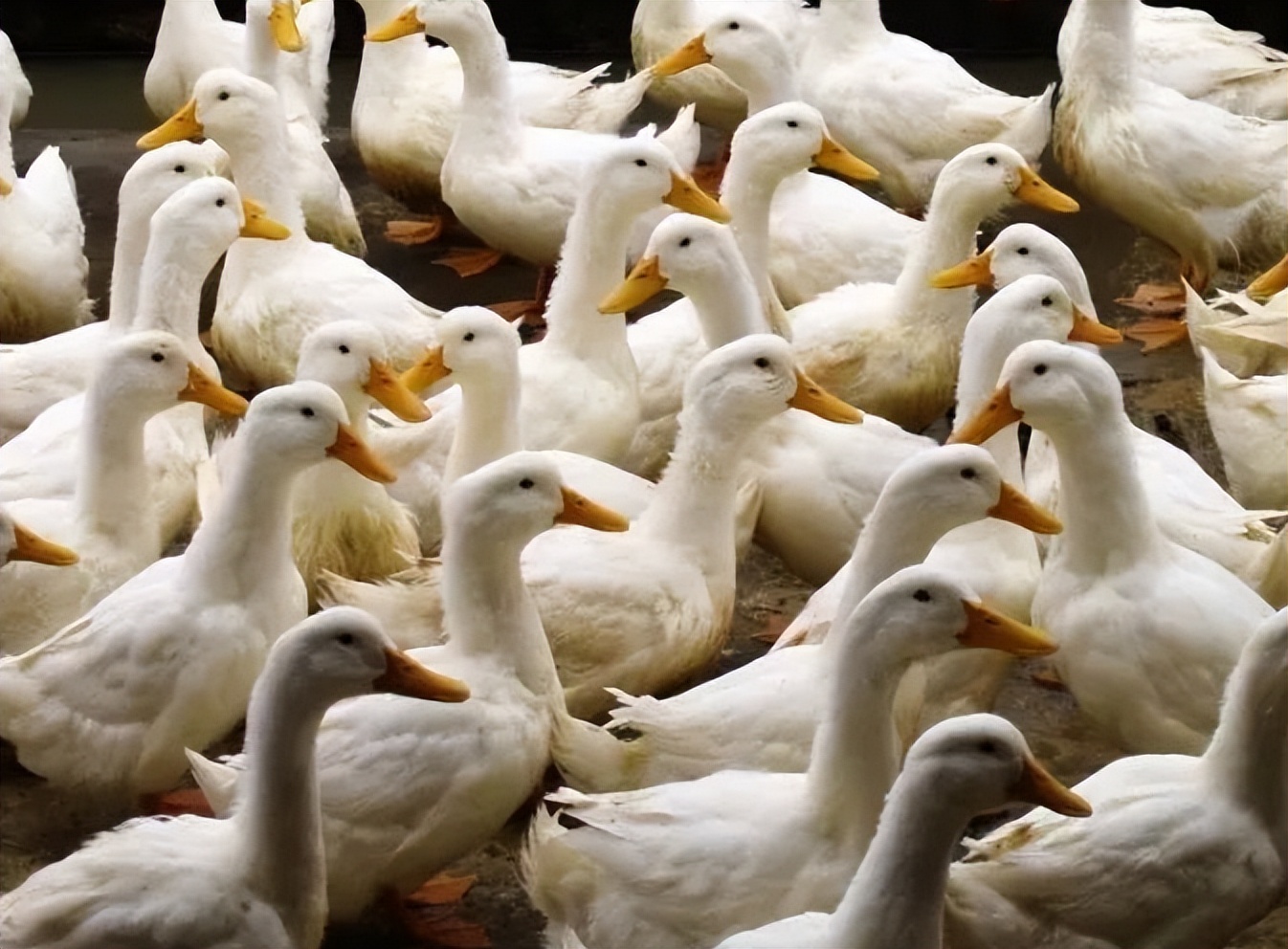 鸭子不下蛋喂什么饲料,鸭子每天在什么时间段下蛋