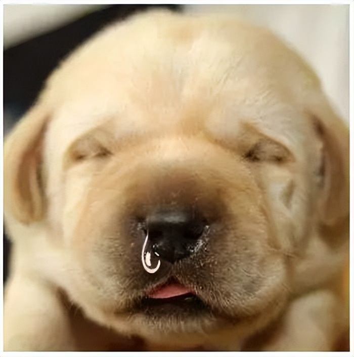 狗狗打喷嚏咳嗽干呕是咋回事,狗狗咳嗽干呕打喷嚏症状