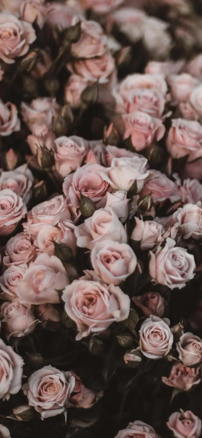 求婚送什么颜色的玫瑰花比较合适,玫瑰花的外形特点和颜色的特点