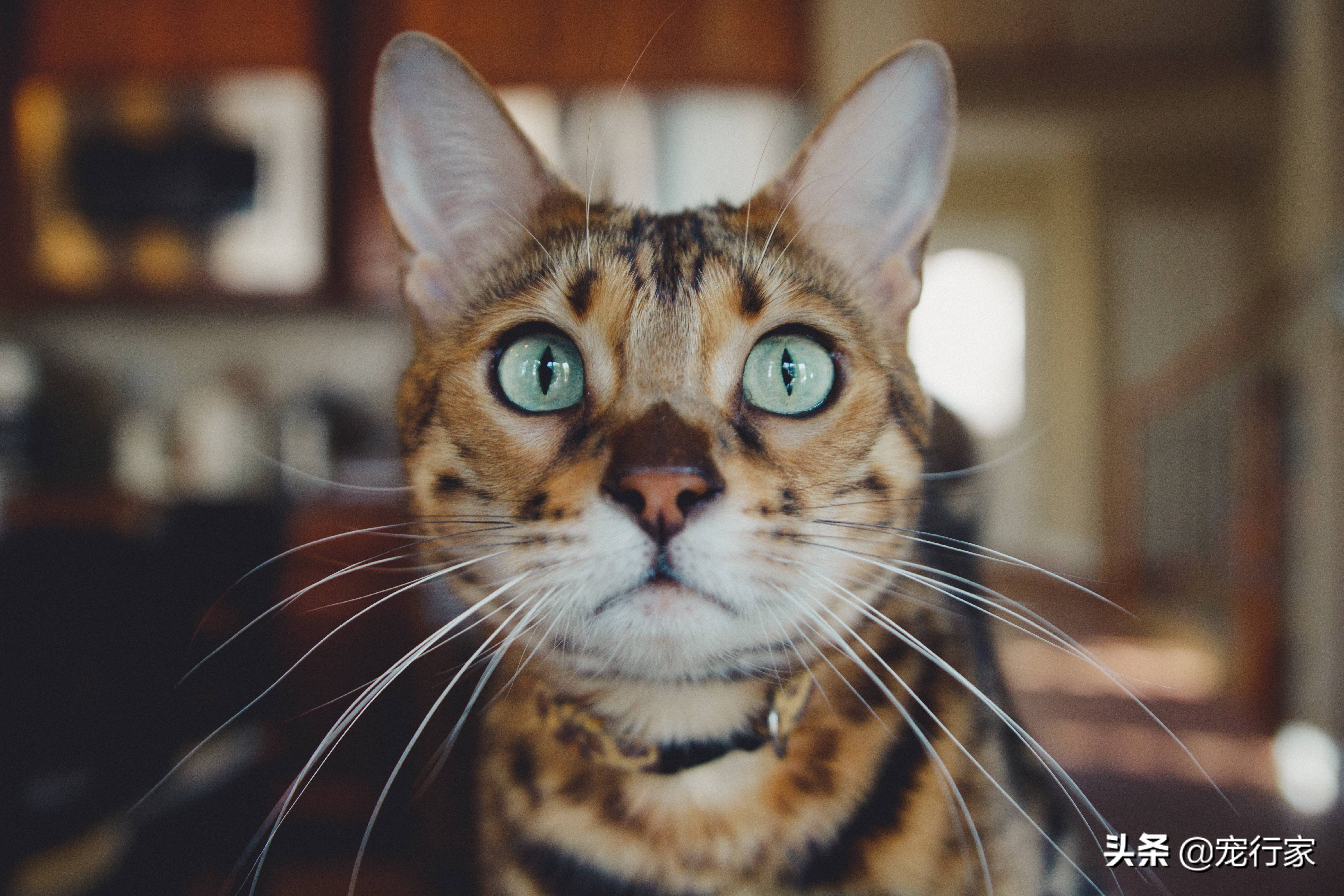 猫咪为什么总是突发尿闭,猫咪突然不自主尿是什么原因