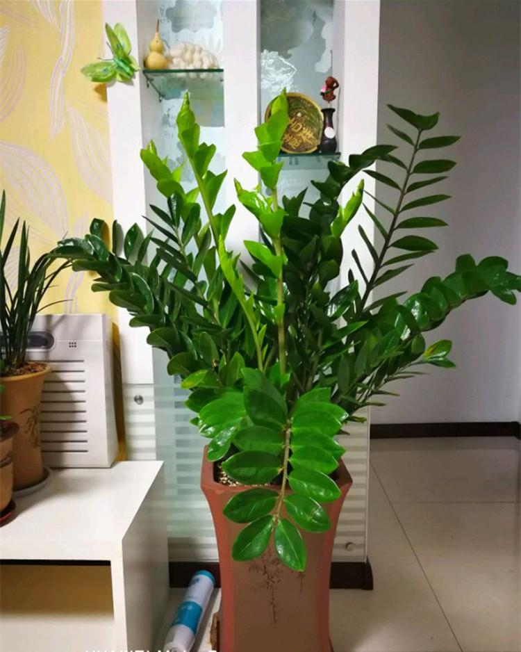 16种喜阴蔬菜,16种适合夏天养的花