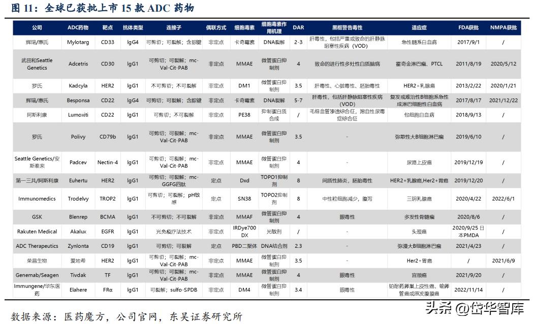 有效避开内卷，迈威生物：ADC锋芒初显，快速成长的Biopharma