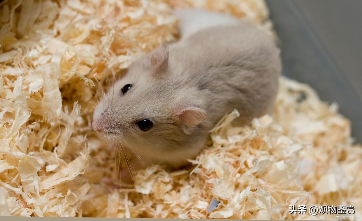 仓鼠为什么会吃木屑,仓鼠为什么可以在木屑里吃东西