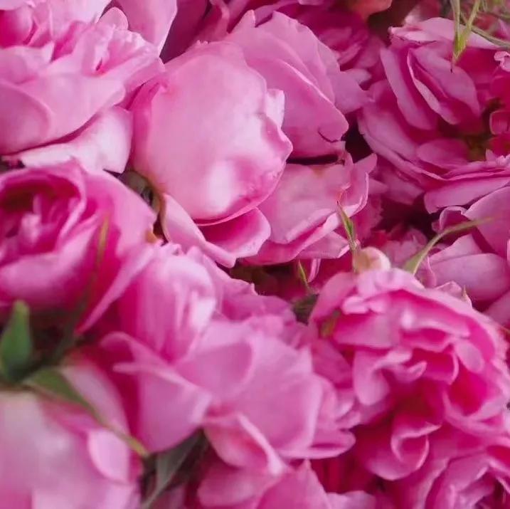 精油护肤的奥秘只有用了才知道,学会精油护肤绽放最自然的美