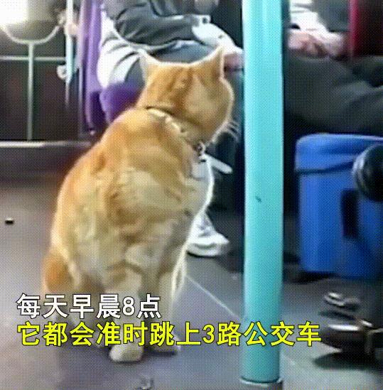 泪目！那只19岁的老猫绝食自杀了