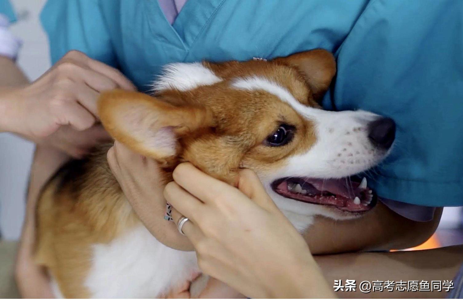 专科女生适合的专业400分,专科女生适合的专业2021