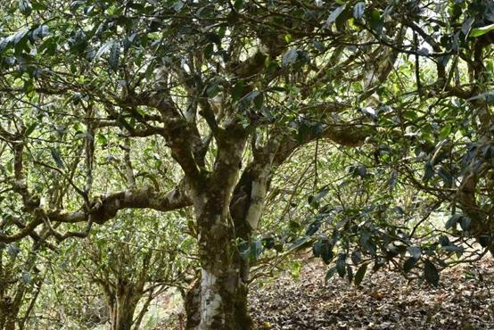 三种被列入黑名单的茶叶你知道吗,央视曝光公认最坑人的四种茶