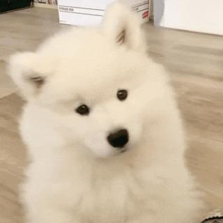 狗狗这几种行为把你当亲妈,狗狗把你当妈的表现