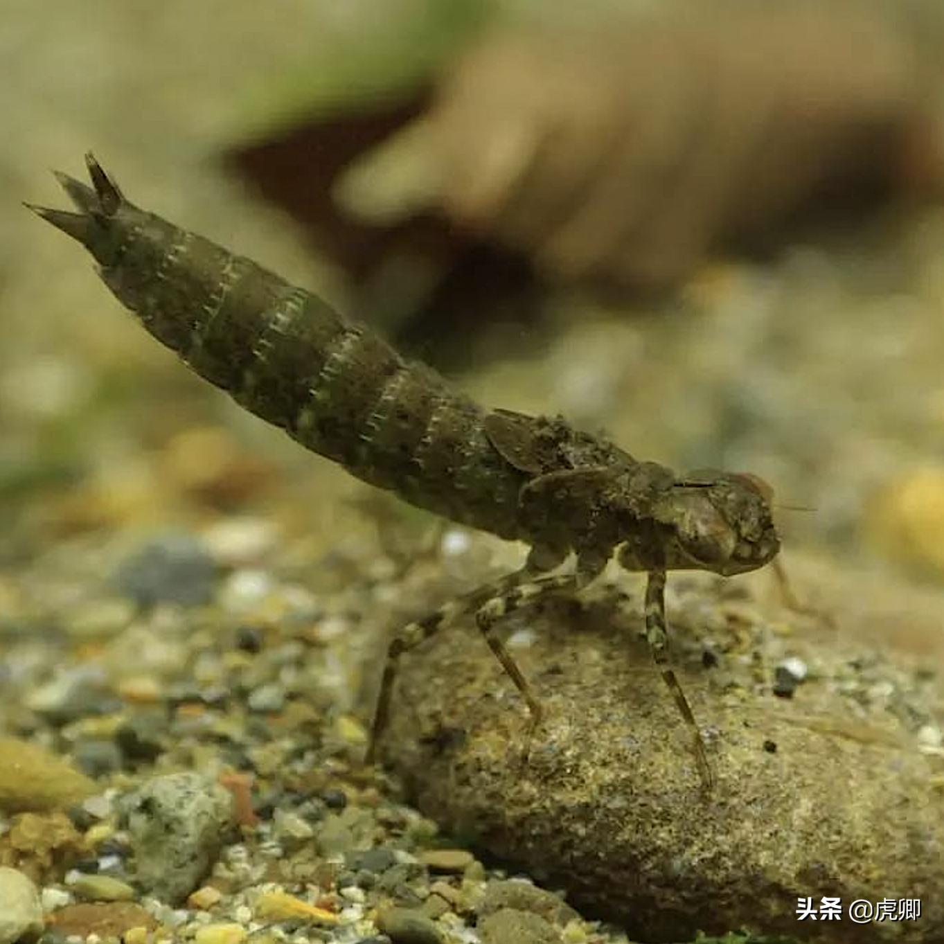 日本猕猴冬天生活,日本猕猴的真实生活