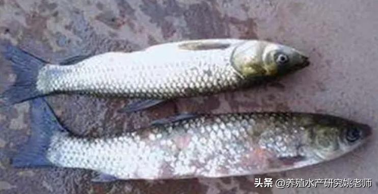 草鱼老三病症状,草鱼老三病怎么治