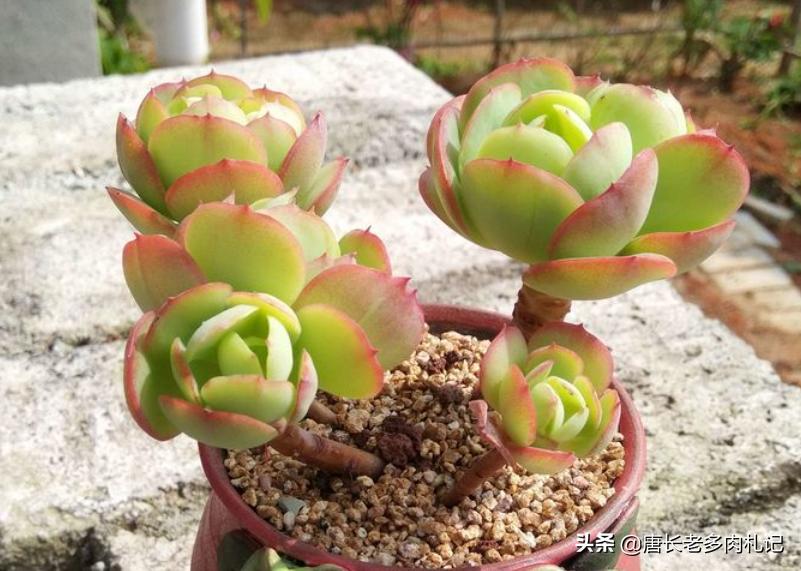 碧桃多肉怎么服盆,碧桃多肉耐不耐冻