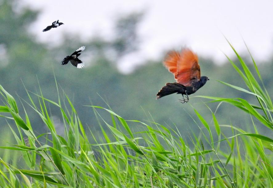 关于金榜题名的诗句古诗词,金榜题名藏头诗大全
