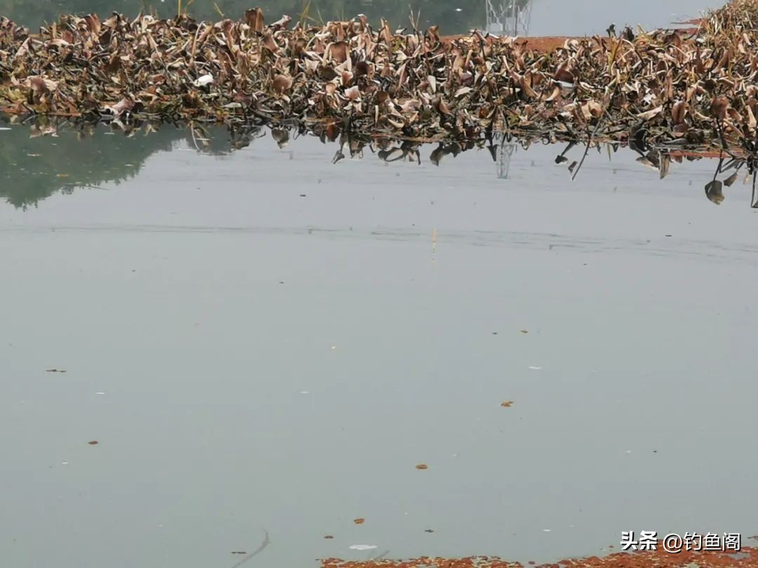 长竿钓鲫鱼怎么选漂和调漂,长竿钓鲫鱼调漂怎么调视频