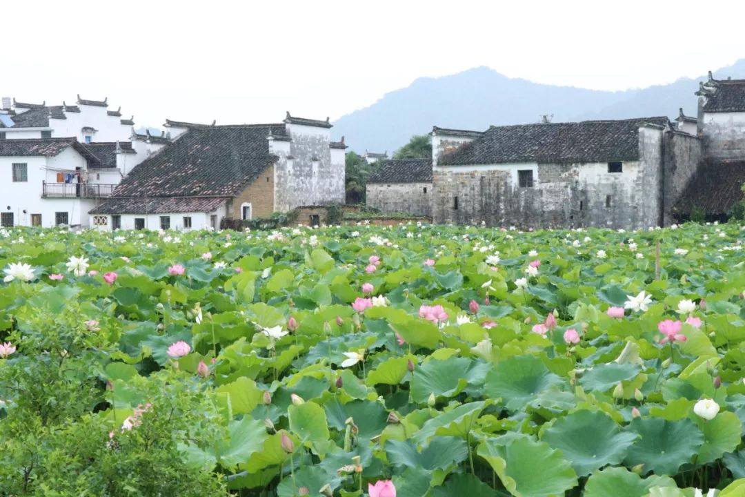 全球学子嘉游赣|上饶的第一波荷花开了，让我们一起步入飘满荷香的夏天！