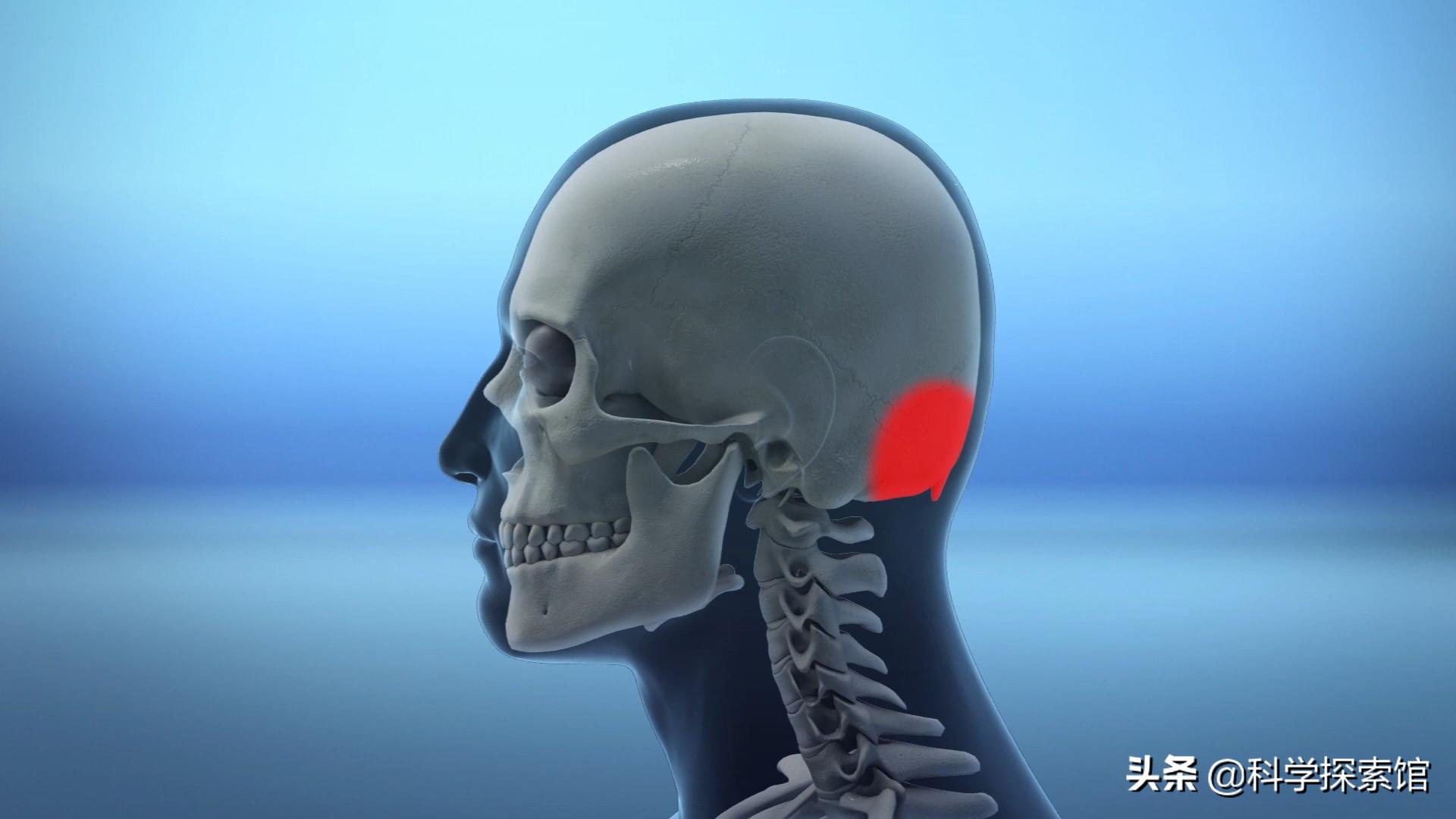 古人的枕头又高又硬,古代人枕头那么高不会颈椎病吗