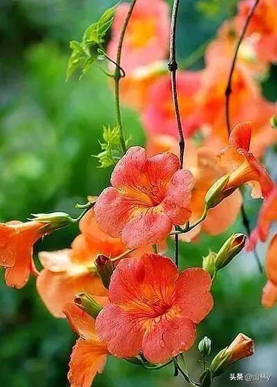 五颜六色的花朵养眼舒心,灵动秀美的花朵图片