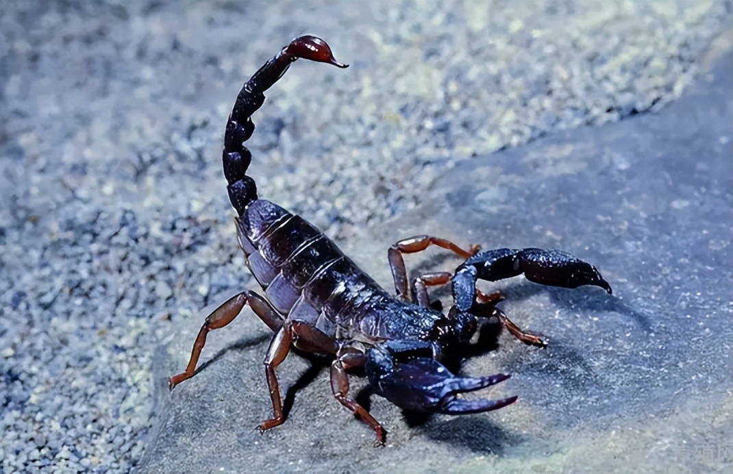 农村俗语四大苦四大愁四大悲,俗语四大苦四大悲四大愁四大辣