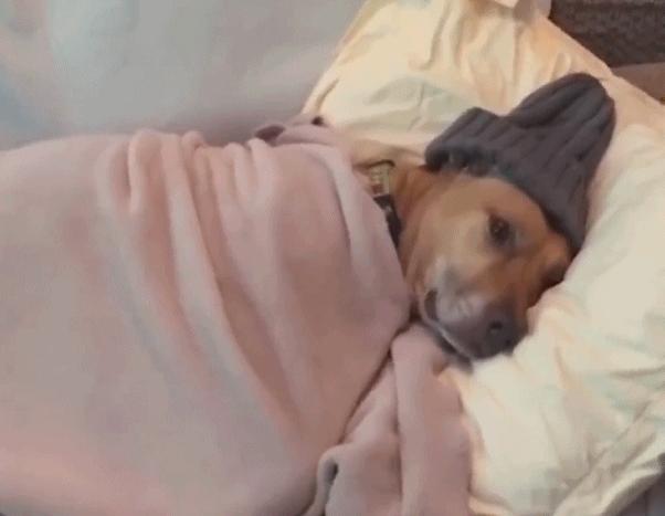 狗狗窒息急救法关键时候能救命,狗狗窒息急救法