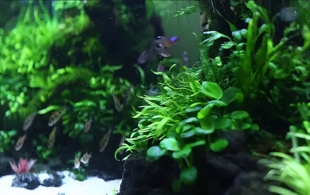 种水草教程什么时候放肥,水草怎么种比较好