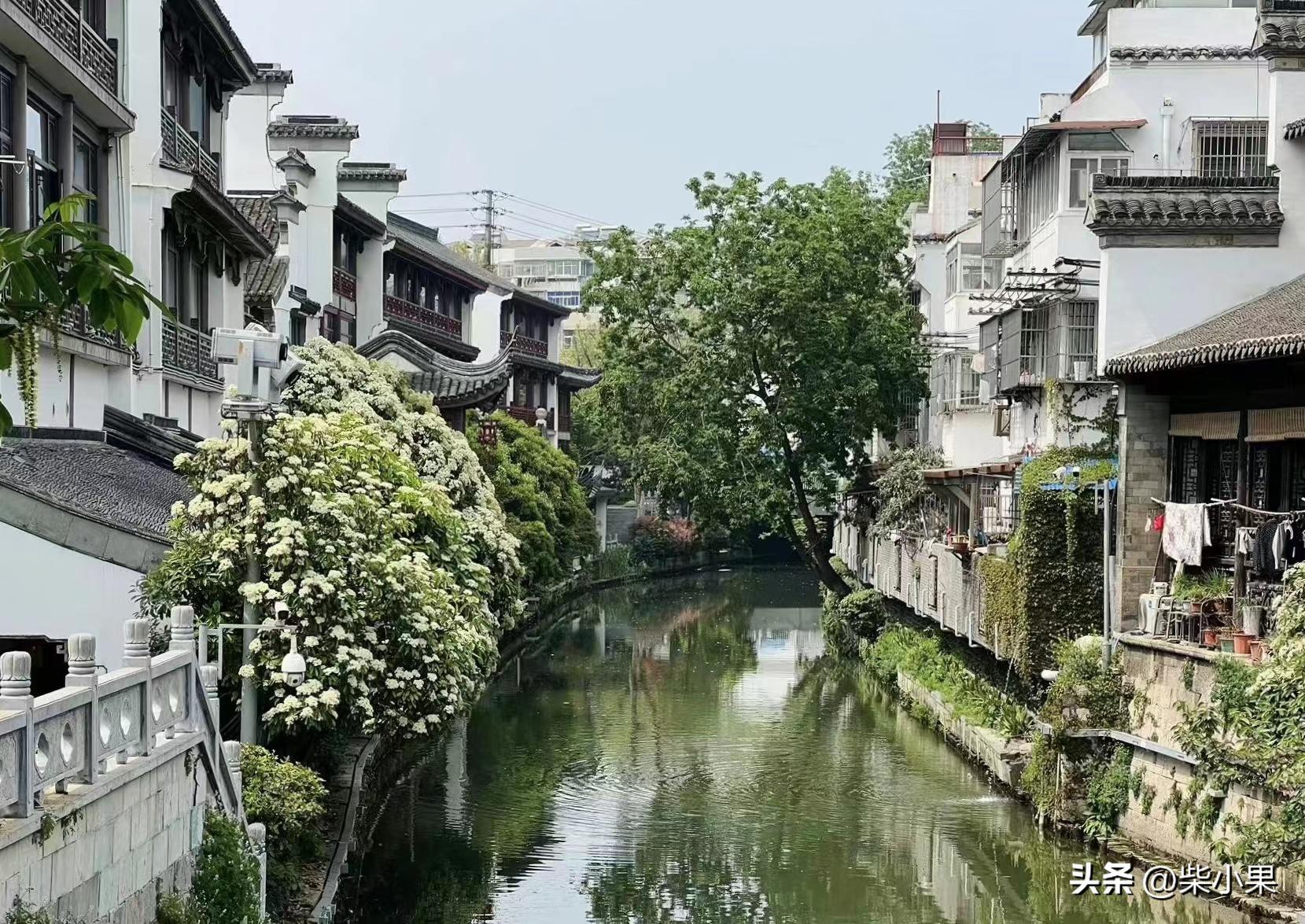 石楠花为啥那么多,石楠花为啥是生命之花