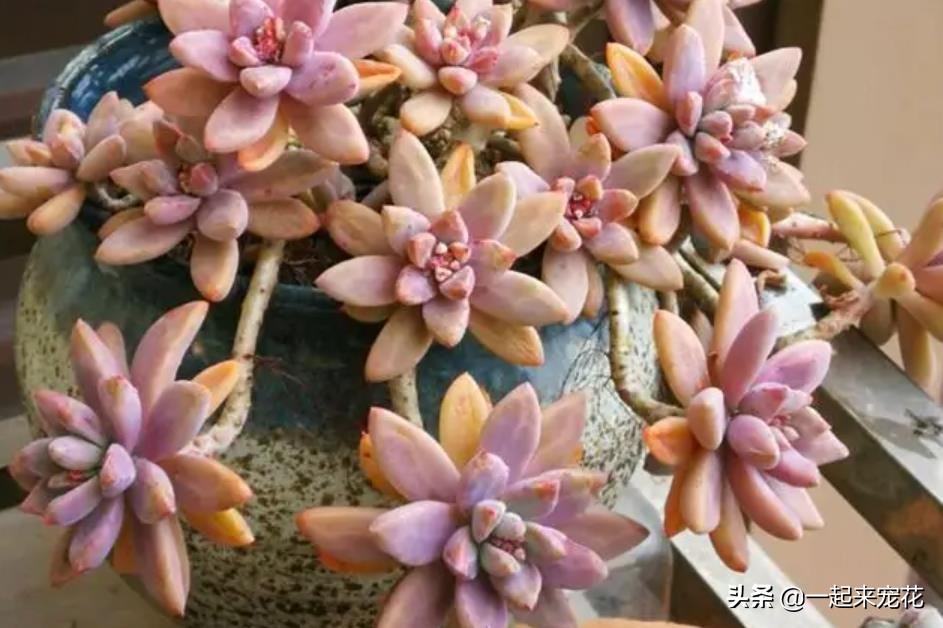 最近出老桩比较火的多肉,10款普货多肉皮实又好养