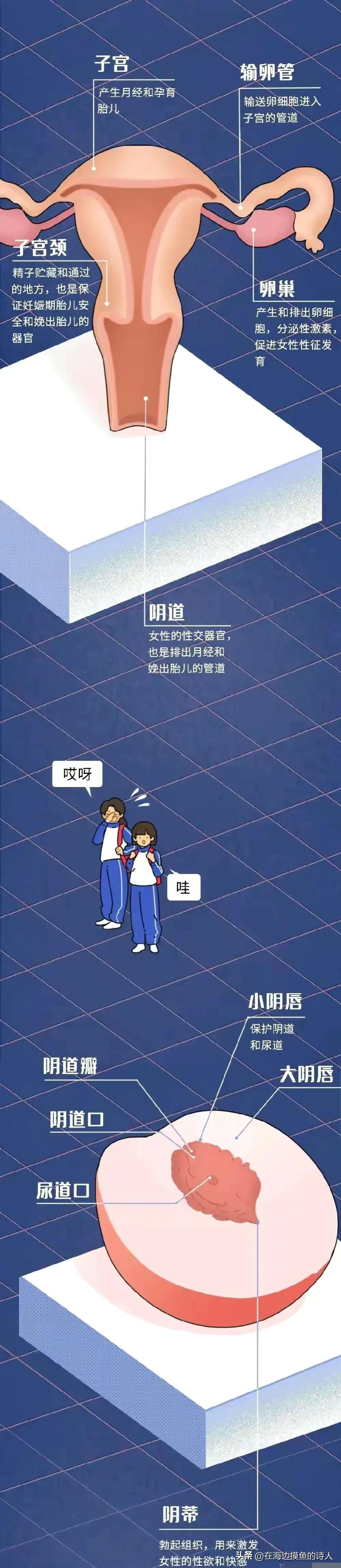 女生生理结构冷知识科普,奇妙的女孩子