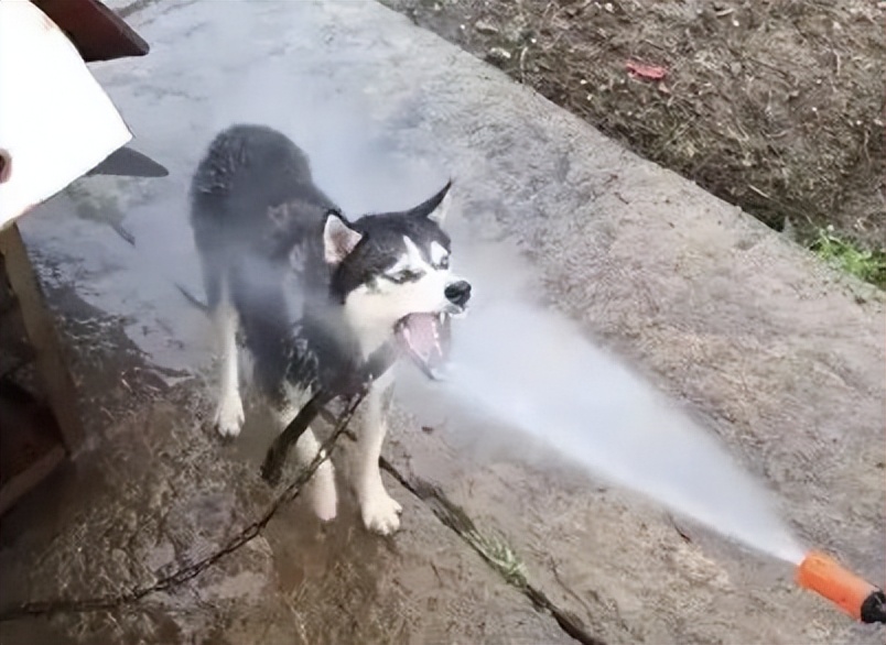 狗狗跳起来扑主人是什么意思,狗狗兴奋扑人要怎么让它冷静