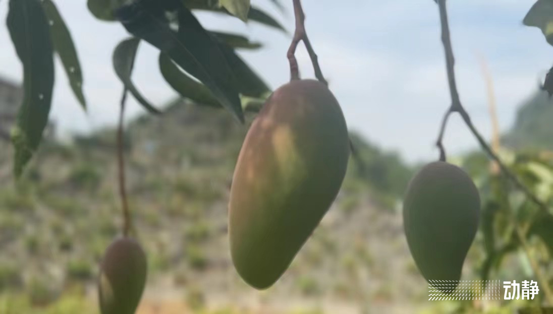 石头村的变形记,石头寨变形计