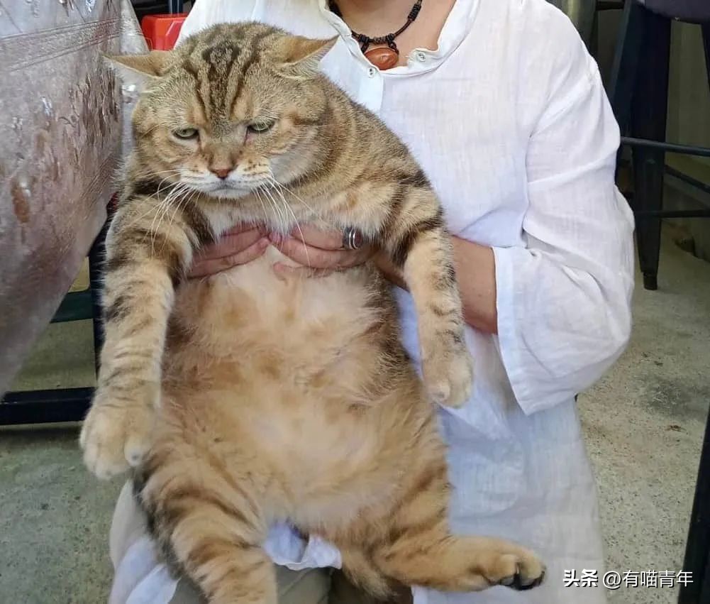 鑷粠鍏讳簡鐚氨鍐嶄篃娌℃湁涔拌繃琛ｆ湇,鑷粠鍏讳簡鐚氨娌＄粰鑷繁涔拌繃闆堕