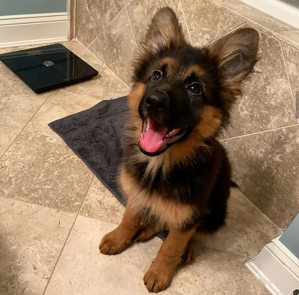 狗界暖男排名,狗界暖男德牧