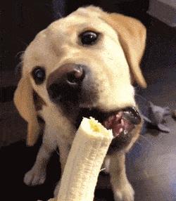 狗狗便便很臭全是血水,狗狗拉绿色便便很臭