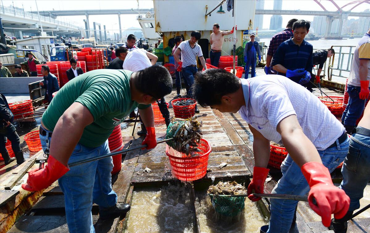 渔民一网捞出2450公斤野生大黄鱼,浙江渔民抓到黄鱼卖了近亿元