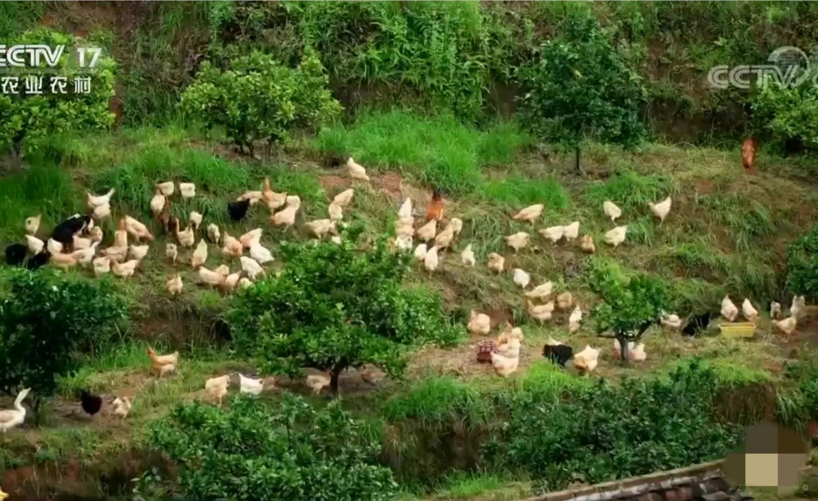 农村小伙承包80亩果园,90后小伙承包15亩果园养活3个孩子