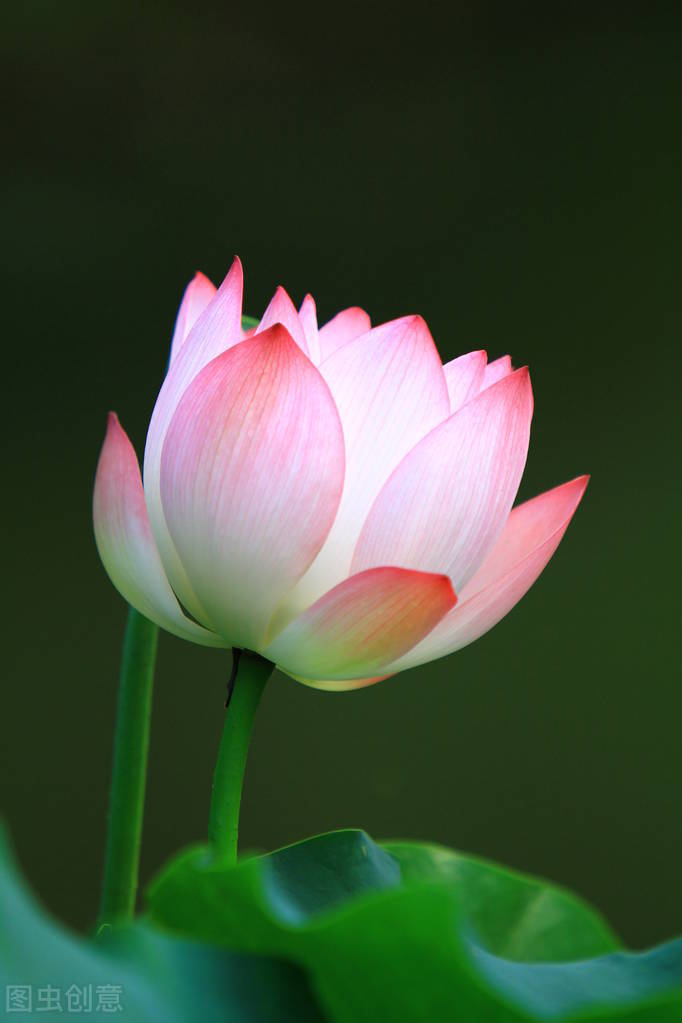 荷花图片禅意荷花,清新唯美的荷花图片