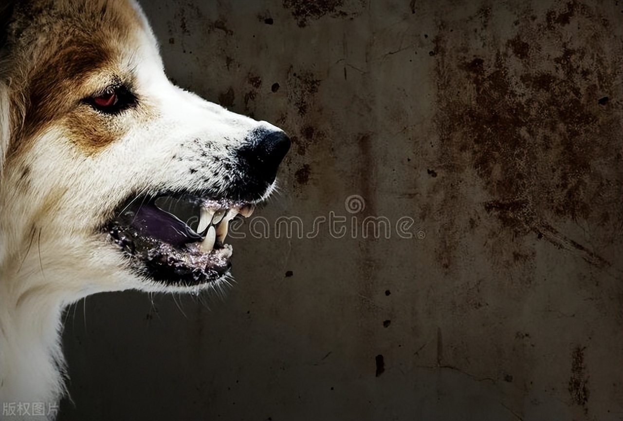 被狗咬伤怎么办如何报警,被狗咬伤怎么办伤口会愈合快