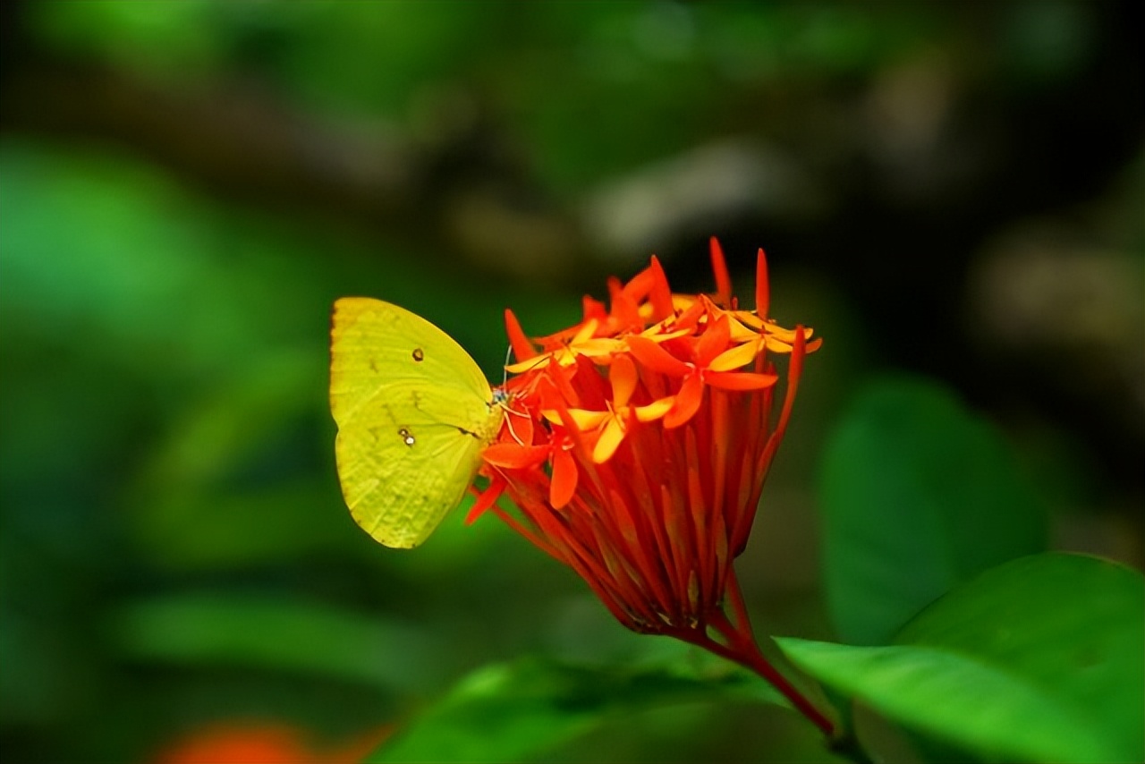 云南西双版纳曼听公园有泰国韵味,西双版纳曼听傣族村寨风景