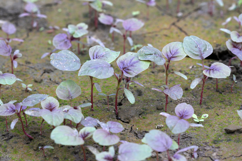 种苋菜草多怎么办,苋菜现在还能种吗