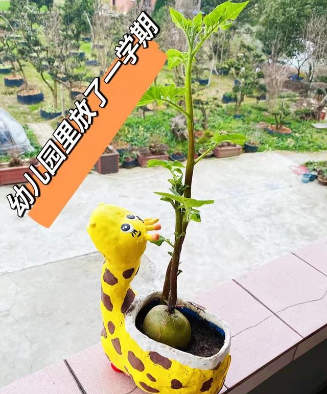 垃圾别丢，顺手改造个“花盆”，一年能省不少钱