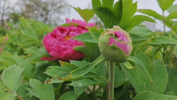 三生三世十里花开，你准备好赏花姿势了吗！