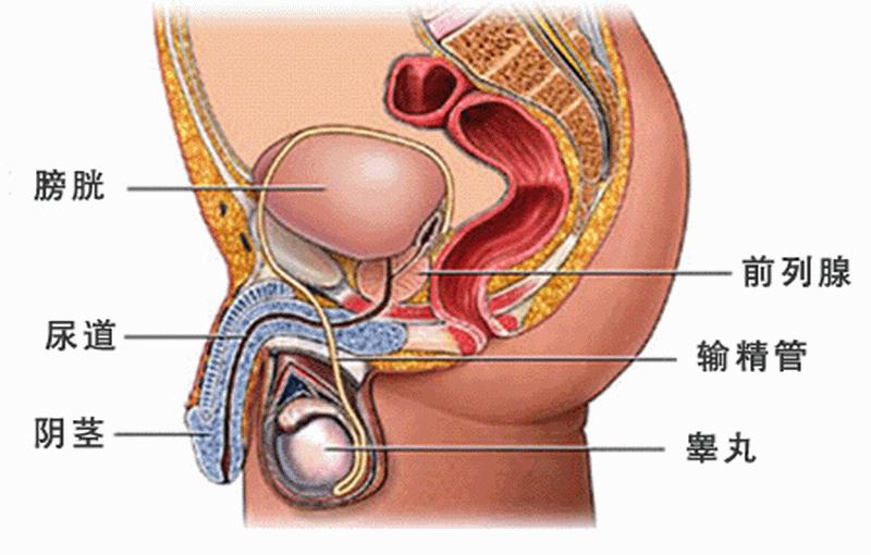 前列腺钙化的5大危害,前列腺钙化有什么危害