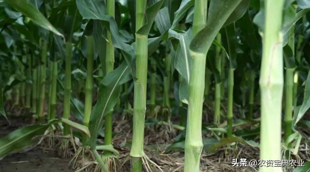 黄金棒819玉米种介绍,黄金棒YD819玉米种审定公告