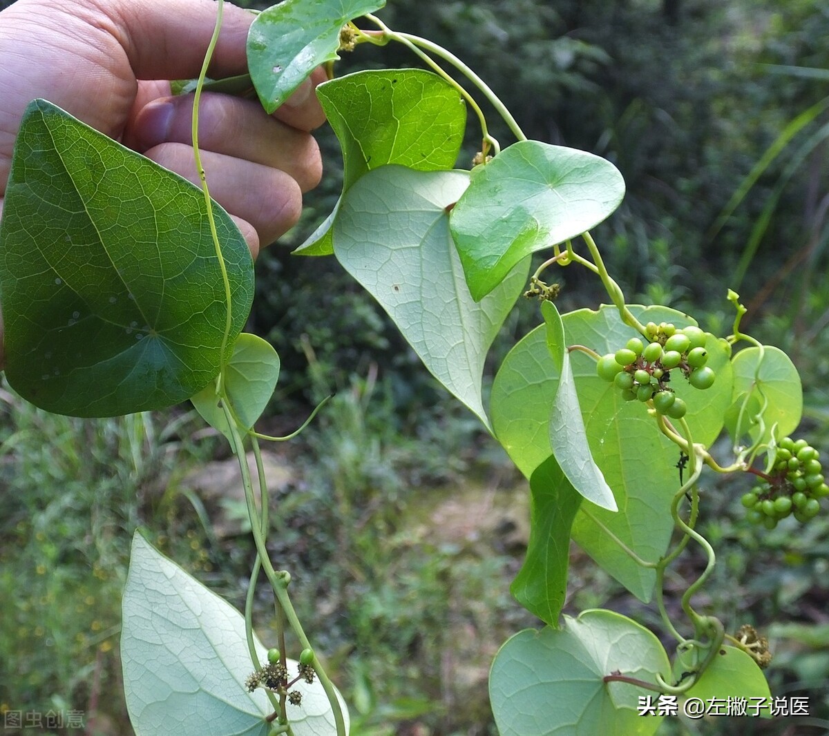 新冠“克星”药物已找到？效果优于瑞德西韦？千金藤素是什么药物