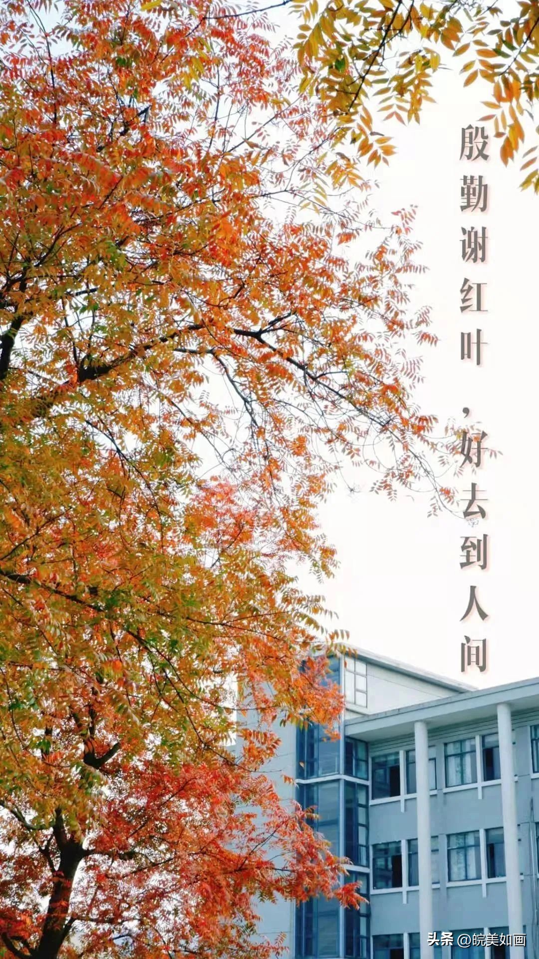 安徽大学好看的风景,高校最美秋景